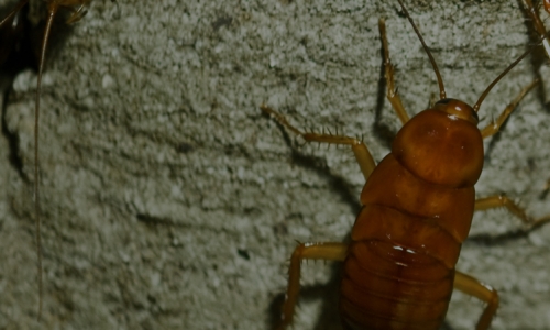 How to Know if You Need Bed Bug Treatment from Keller Pest Control