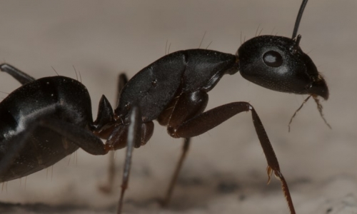 Carpenter Ants Bugging You? Call the Best Ant Exterminator in Kalamazoo!