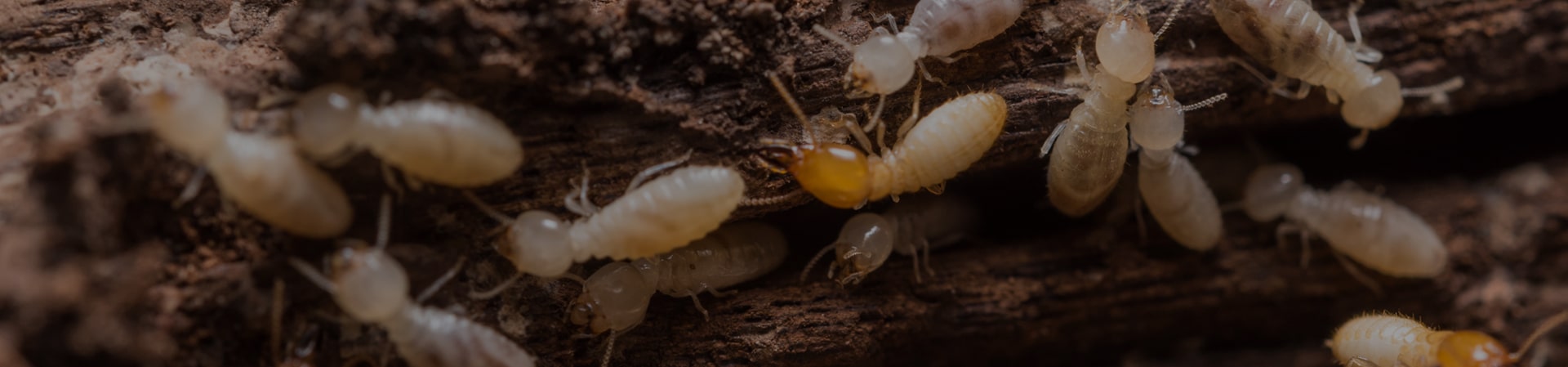 Keller Pest Control Termite Services