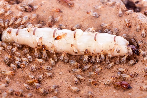 termite queen