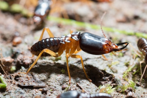 termite soldier