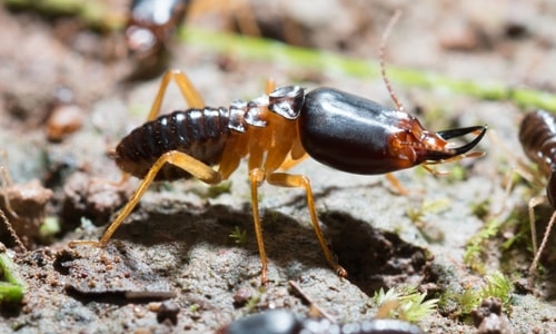 Protect Your Home or Business with a Termite Exterminator in Kalamazoo