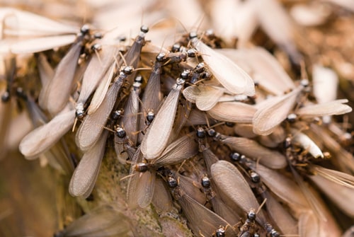 termite swarmers