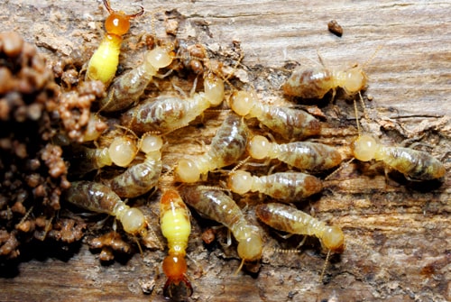 termites workers